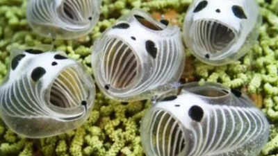  Tiny 1-inch translucent marine species found 20 meters deep under sea