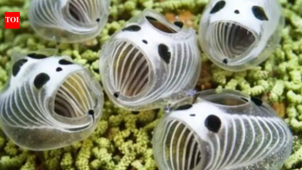 Underwater Panda’ sea squirt species found 20m deep in Japan
