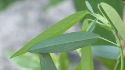  A perfect Asian plant to add in home garden