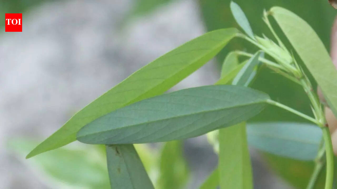 Meet the ‘Dancing Plant’: A perfect Asian plant to add in home garden