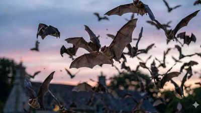 Ever wondered why bats keep returning to your garden after dark; here’s the surprising secret they hold