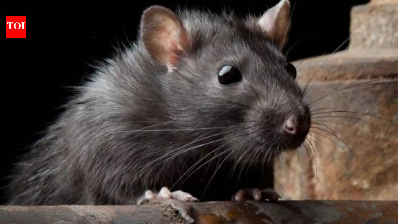 Meet the black rat that conquered the world: The tiny stowaway that spread plague, famine, and chaos across continents and changed human history