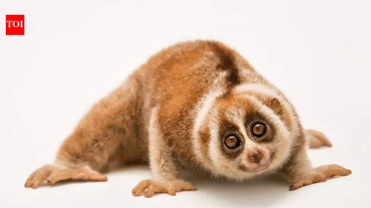 Meet the slow loris: This cute mammal with big eyes, a toxic bite, and deadly secrets might shock you