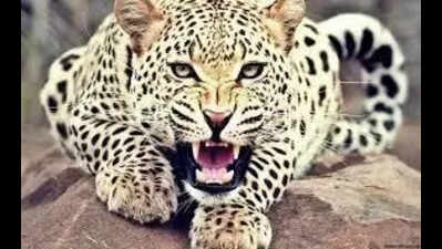 Girl, 7, injured in leopard attack in Bahraich