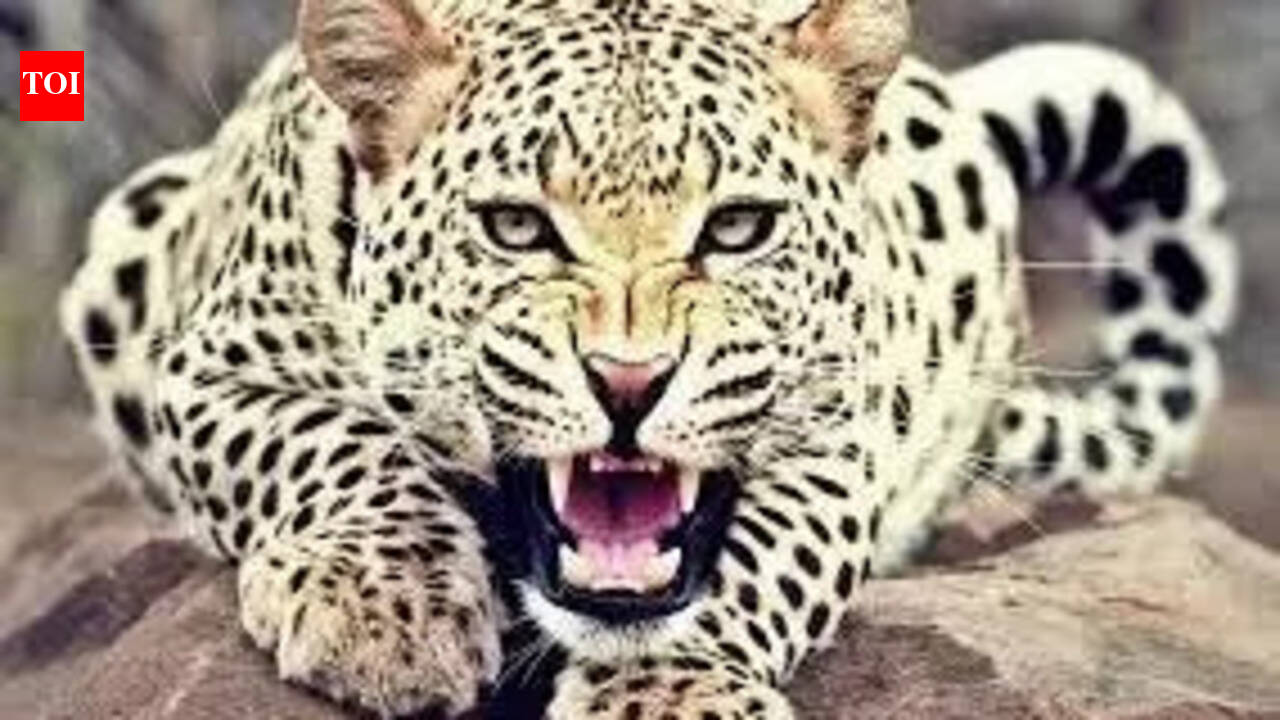 Girl, 7, injured in leopard attack in Bahraich | Lucknow News - The ...