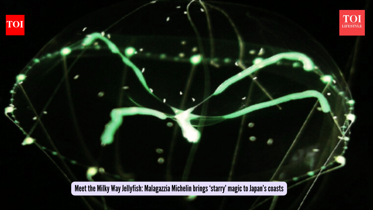 Meet the Milky Way Jellyfish: Malagazzia Michelin brings ‘starry’ magic to Japan’s coasts
