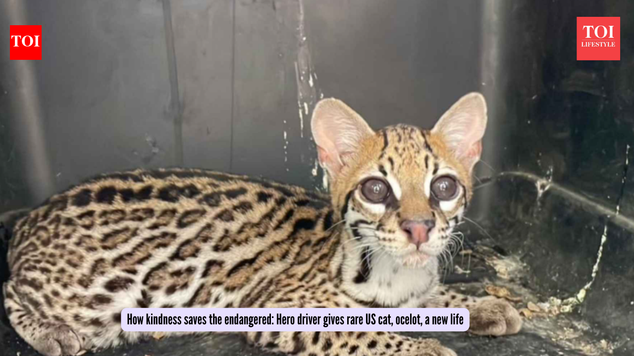 How kindness saves the endangered: Hero driver gives rare US cat, ocelot, a new life
