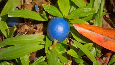 Meet the blue quandong tree that grows the world’s only true blue fruit