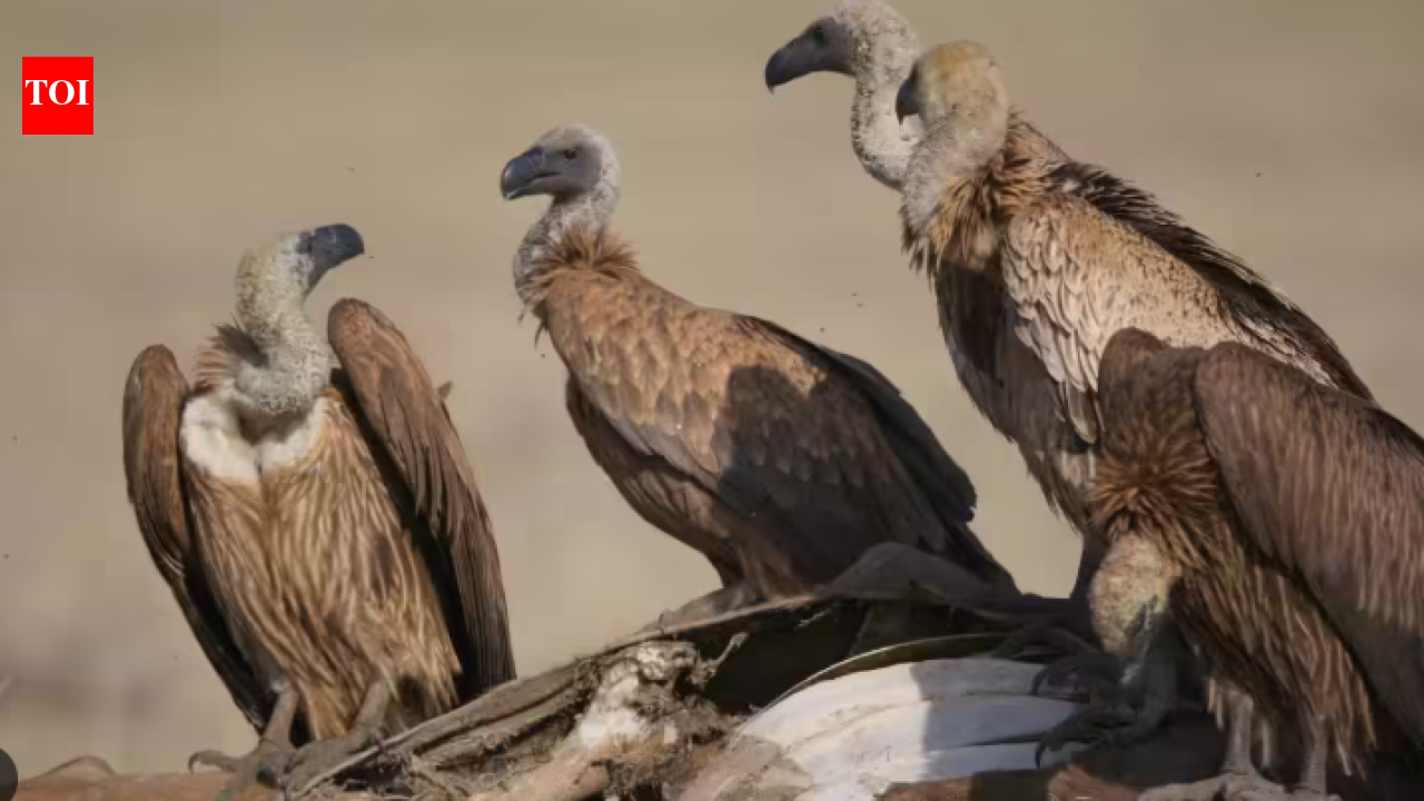 Survey begins to take count of vultures in Nilgiris Biosphere Reserve