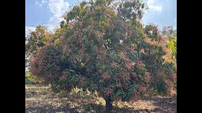 Bloom to bust: Belagavi’s mango dreams fade after flower drop