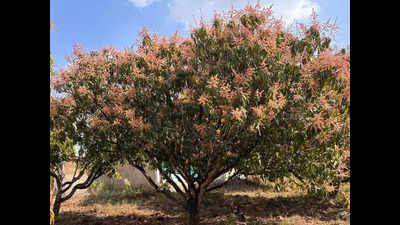 Bloom to bust: Belagavi’s mango dreams fade after flower drop