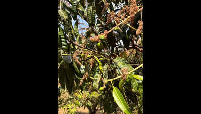 Bloom to bust: Belagavi’s mango dreams fade after flower drop