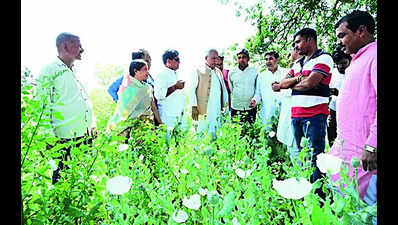 Opium crop found in BJP leader’s field in Chhattisgarh; police detain suspect, BJP suspends him, Cong seeks probe