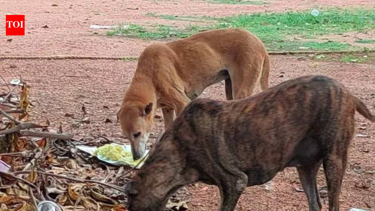 Defence Research and Development Organisation gets notice for removing canines in Bengaluru