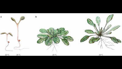 Plants sense warmer temp: IISER-JNU research boost for heat-resilient crops