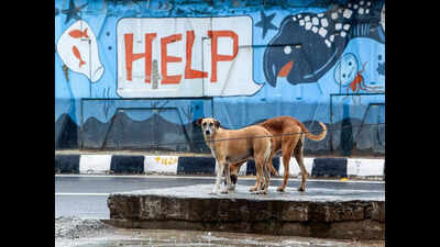 BMC to launch mass anti-rabies vaccination drive for 52,000 dogs