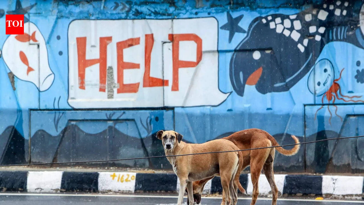 BMC to launch mass anti-rabies vaccination drive for 52,000 dogs