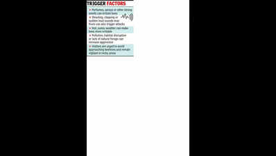 Four injured in bee swarm attack on Shivneri Fort during Shiv Jayanti celebrations