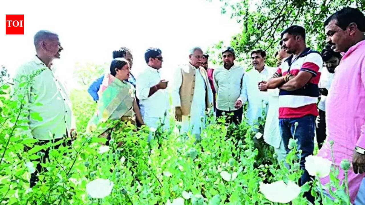 Opium crop found on farmland linked to BJP leader in Chhattisgarh