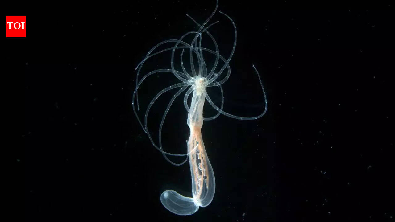 600-million-year-old secret of the human body may lie inside this brainless ocean creature