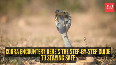 Cobra encounter? Here’s the step-by-step guide to staying safe