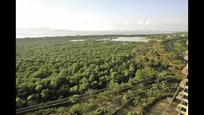 Women lead 290-week mangrove cleanup drive