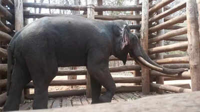 As elephants keep returning, MLA turns to Anegudde Temple for answers
