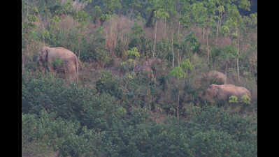1 dead, another injured in tusker attack