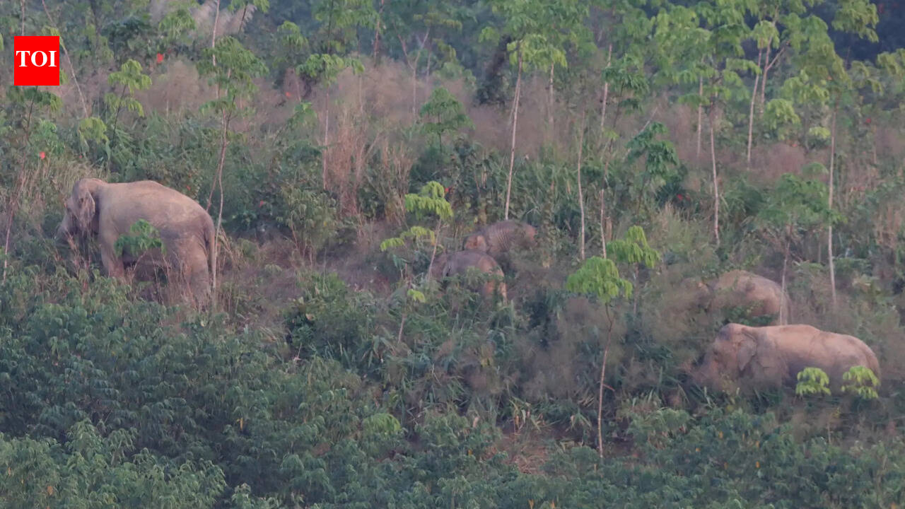 1 dead, another injured in tusker attack