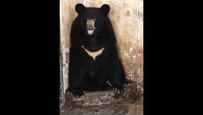 Chennai’s Vandalur zoo gets Himalayan black bear and leopard cats