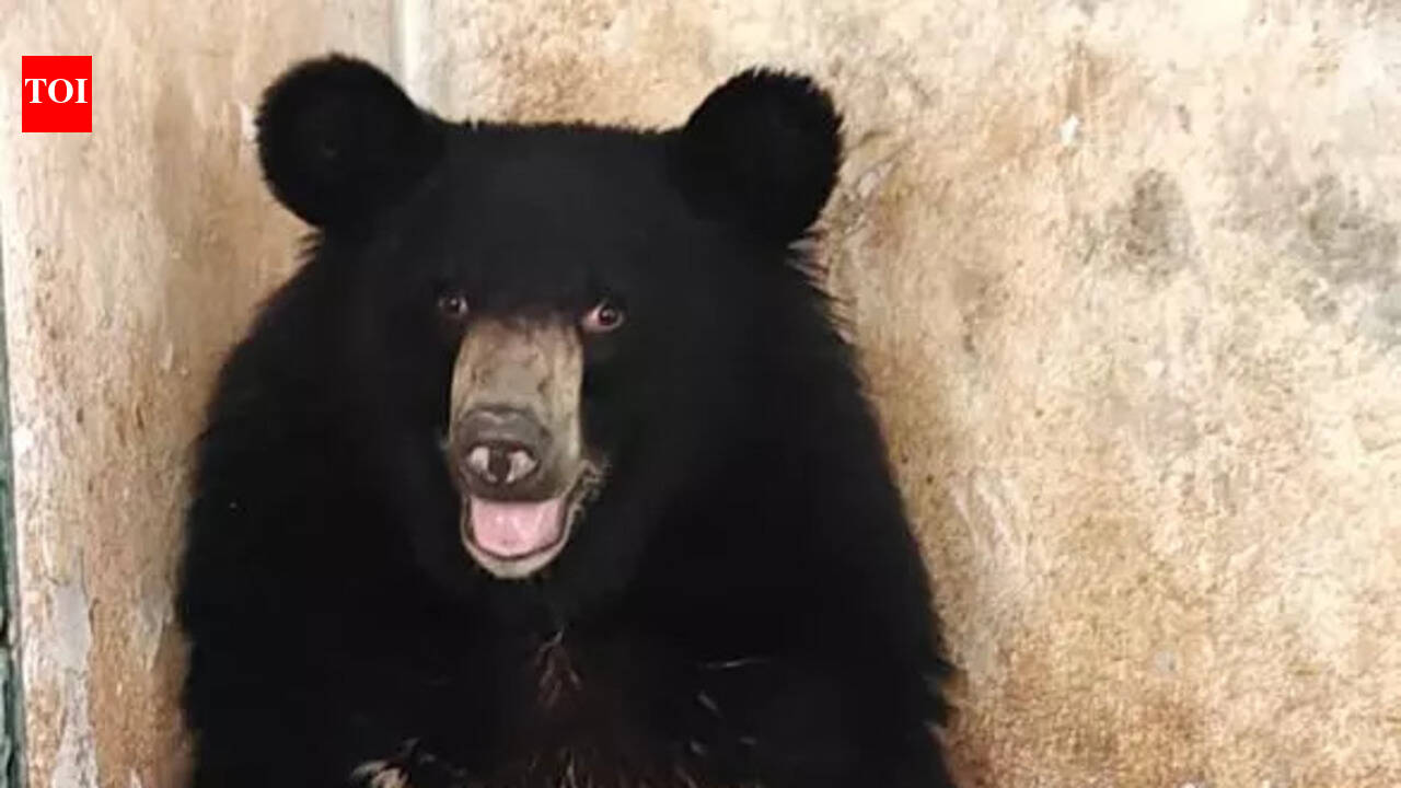 Chennai’s Vandalur zoo gets Himalayan black bear and leopard cats