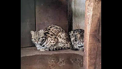 Chennai’s Vandalur zoo gets Himalayan black bear and leopard cats