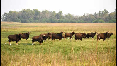 Debrigarh wildlife sanctuary celebrates second bison fest with night-camping bonus