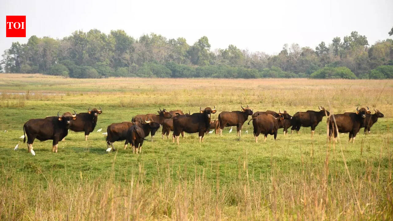 Debrigarh wildlife sanctuary celebrates second bison fest with night-camping bonus