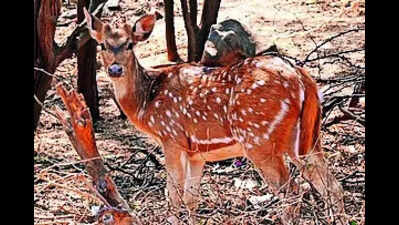 Spotted deer carcass discovered near Chirkunda; Investigations launched to determine cause of death and address potential foul play