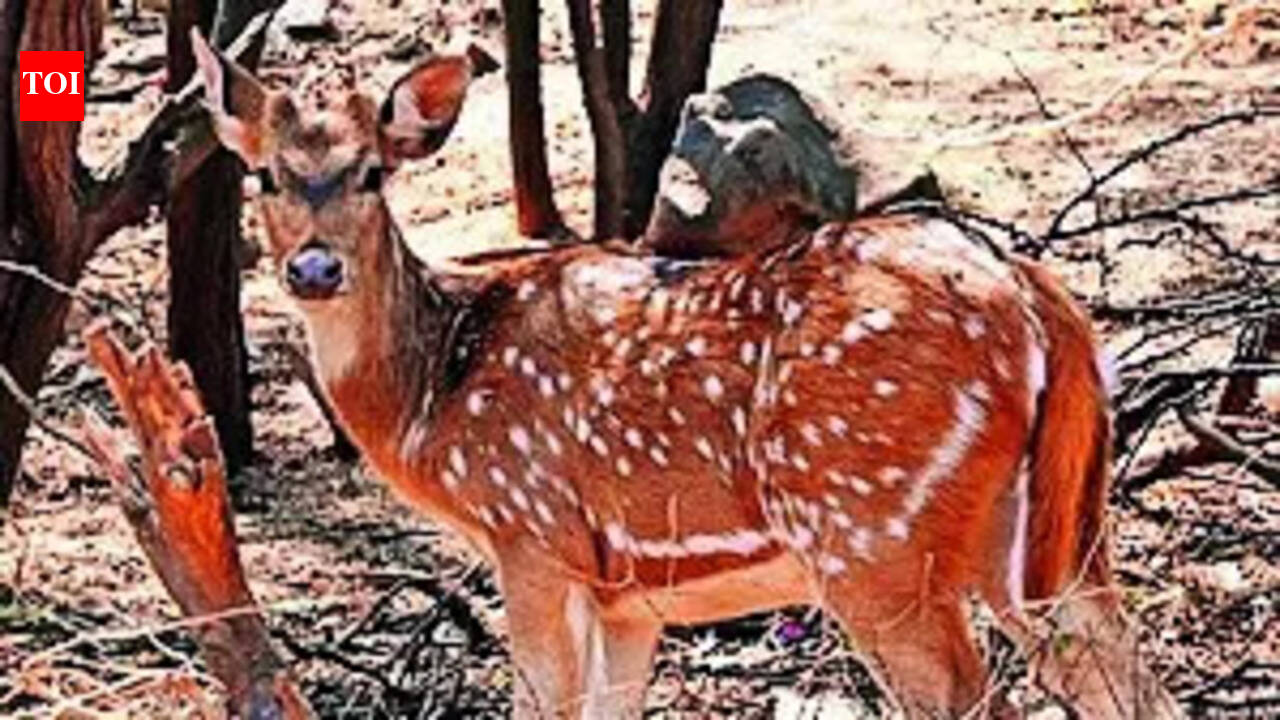 Spotted deer carcass discovered near Chirkunda; Investigations launched to determine cause of death and address potential foul play