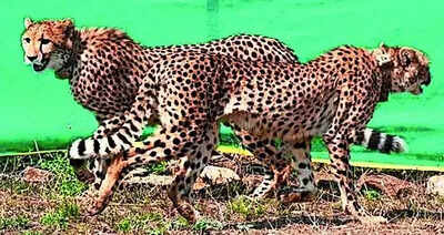 Cheetahs’ shift backs corridor plan: NTCA
