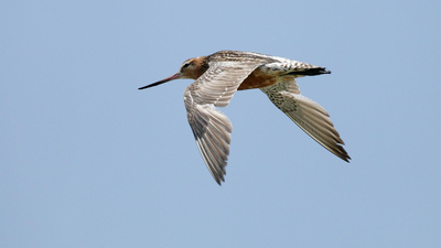  Migratory bird flies 13,560 km non-stop from Alaska to Australia without landing once for 11 days