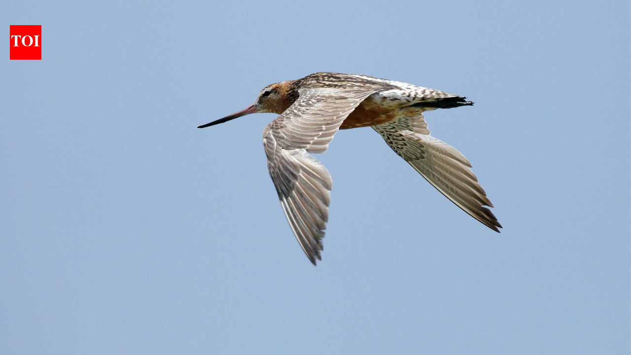 Nature’s greatest flight: Migratory bird flies 13,560 km non-stop from Alaska to Australia without landing once for 11 days