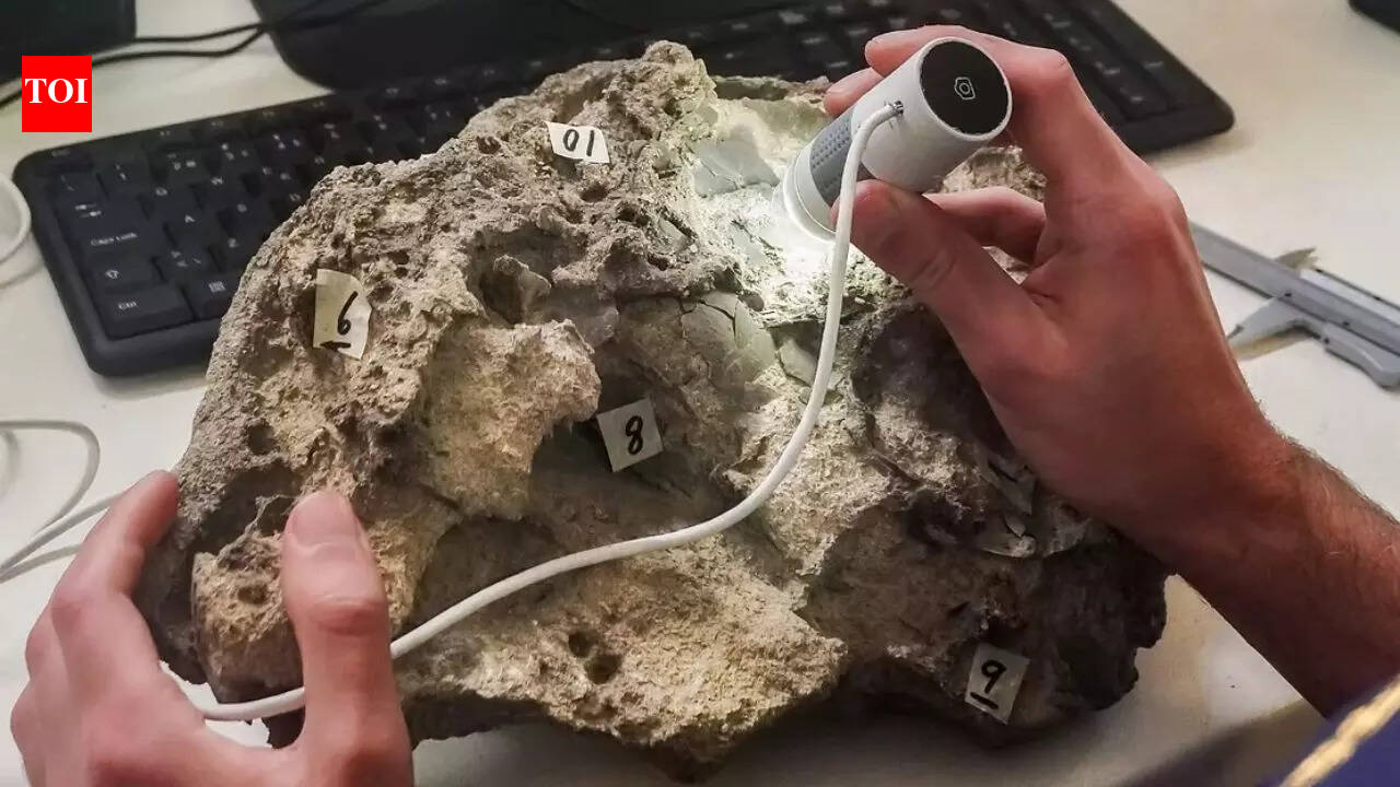 150-million-year-old intact dinosaur eggs found on Portugal’s Santa Cruz Beach, where a Jurassic predator left them
