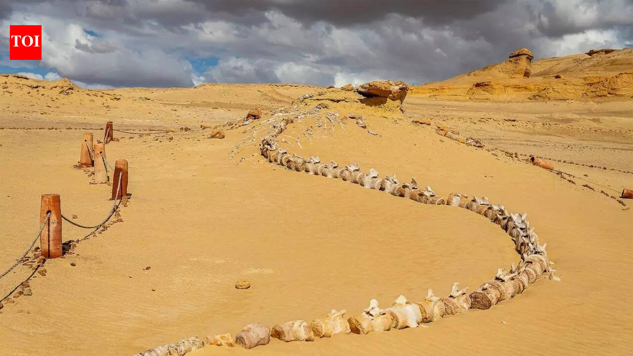 How did whales end up in a desert? Egypt’s 40-million-year-old ‘Valley of the Whales’ reveals the answer