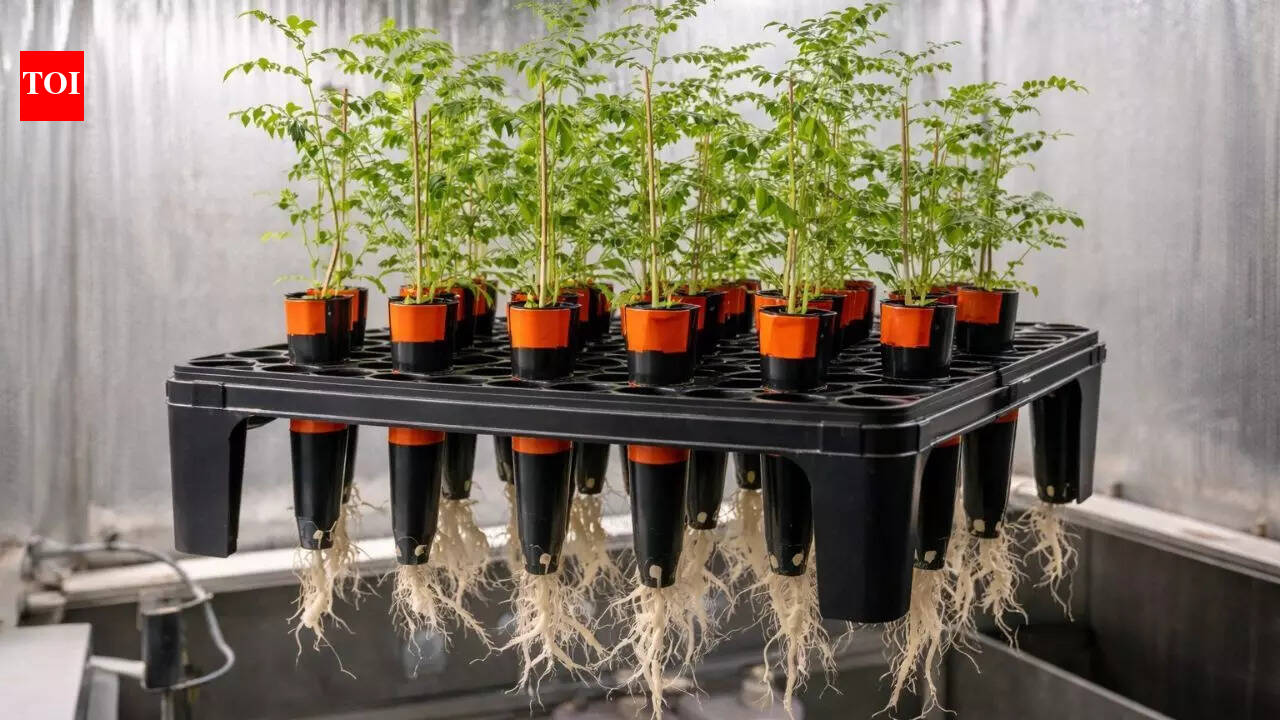 Can chickpeas grow in Moon soil? New study reveals surprising results for space farming