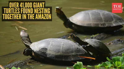 World’s biggest maternity ward? Over 41,000 giant turtles found nesting together in the Amazon