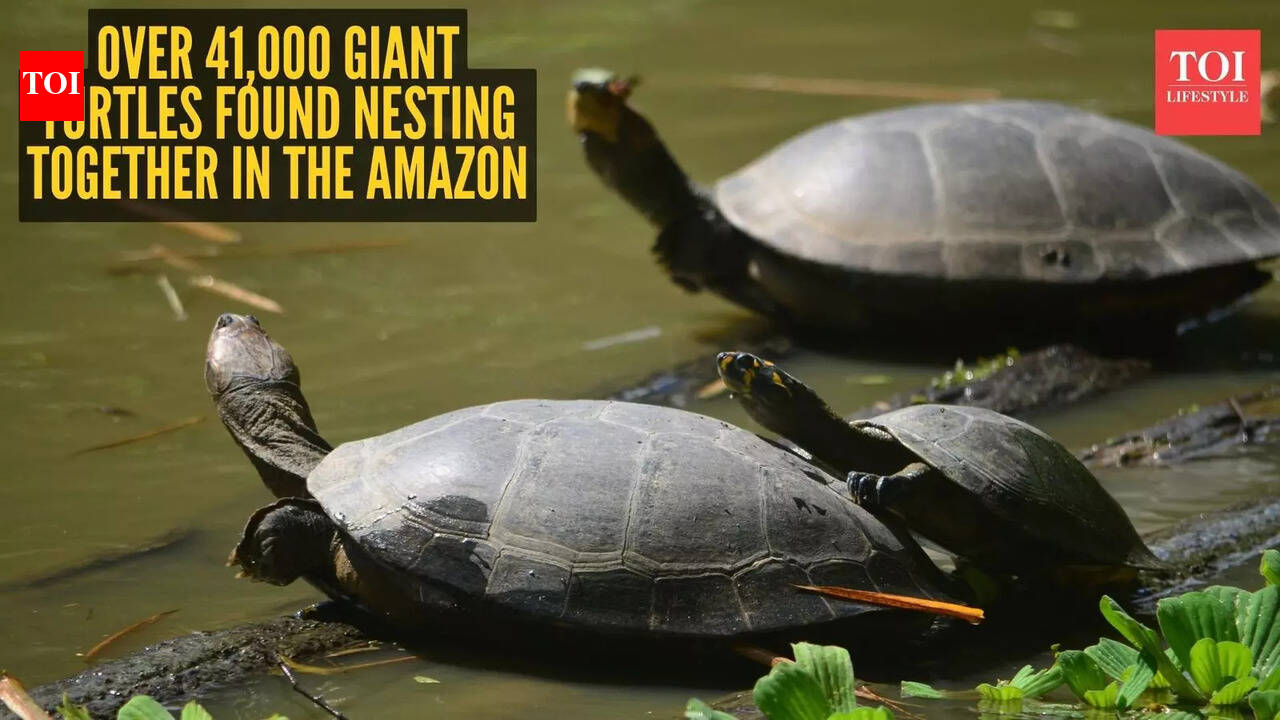 World’s biggest maternity ward? Over 41,000 giant turtles found nesting together in the Amazon