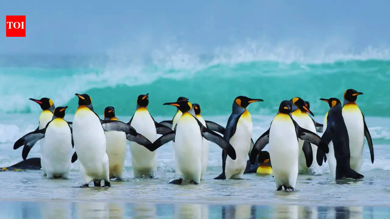 7 iconic flightless birds in the world and best places to see them