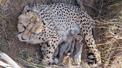 Jwala delivers 5 cubs at Kuno National Park; India’s cheetah population rises to 53