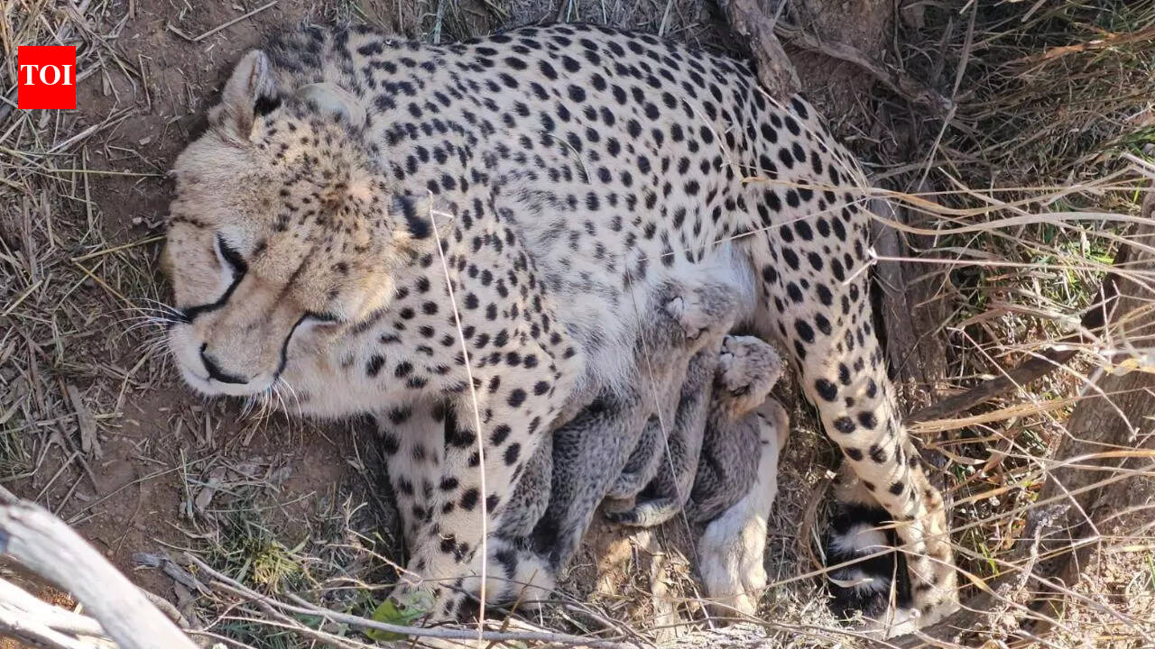 Jwala delivers 5 cubs at Kuno National Park; India’s cheetah population rises to 53