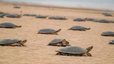 World’s biggest ‘maternity ward’: 41,000 giant turtles gather on a single Amazon beach