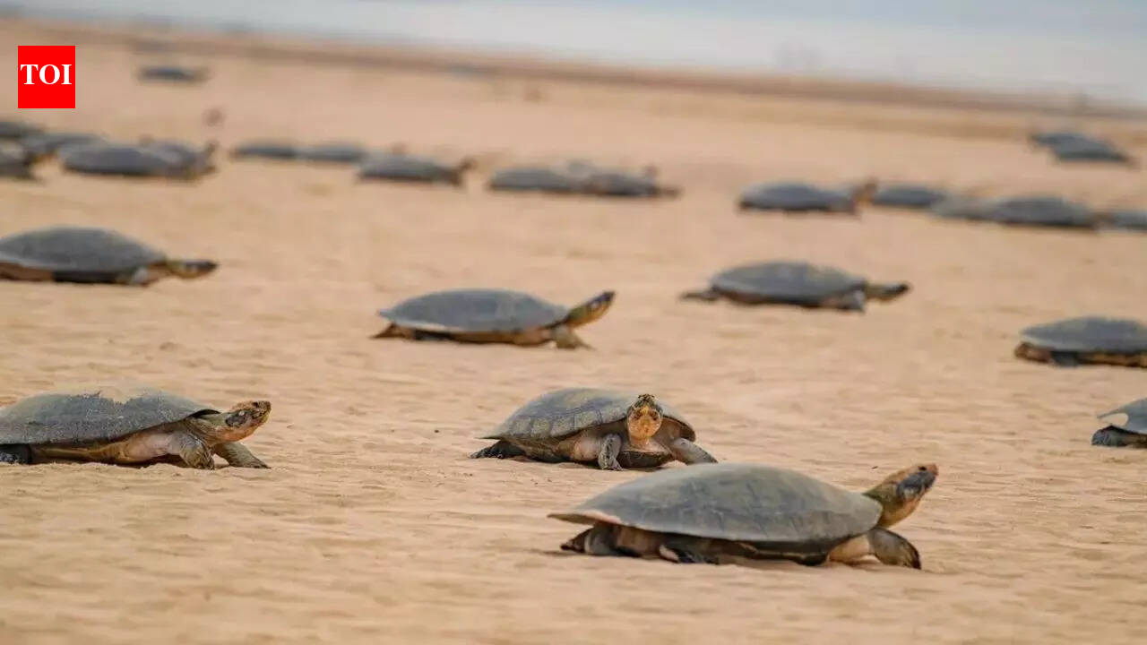 World’s biggest ‘maternity ward’: 41,000 giant turtles gather on a single Amazon beach