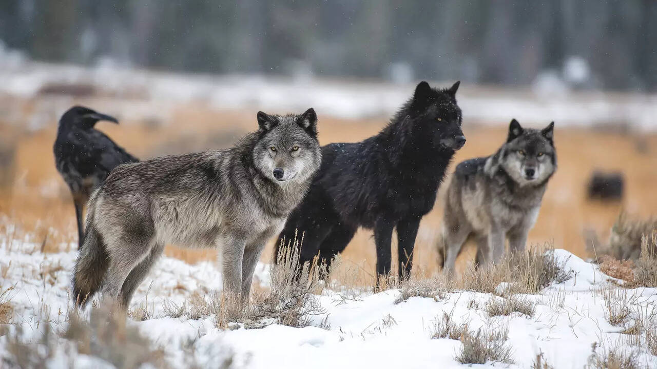 Inside The Wild Strategy Of Wolves Hunting In Packs And How Teamwork ...